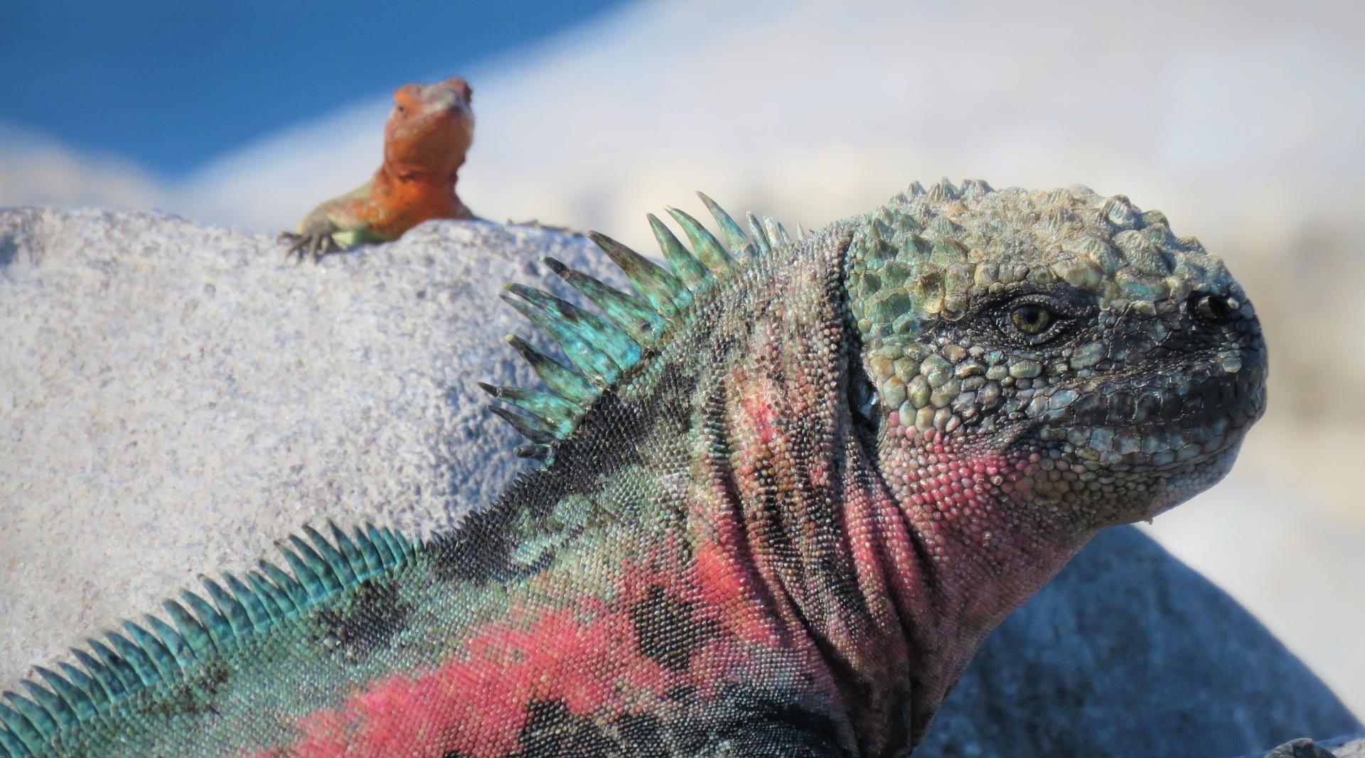 Galápagos Discovery March 2027 | San Diego Zoo Wildlife Alliance